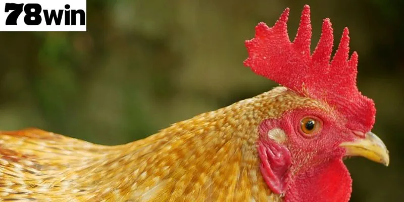 นักพนันชอบไก่ชนมีด