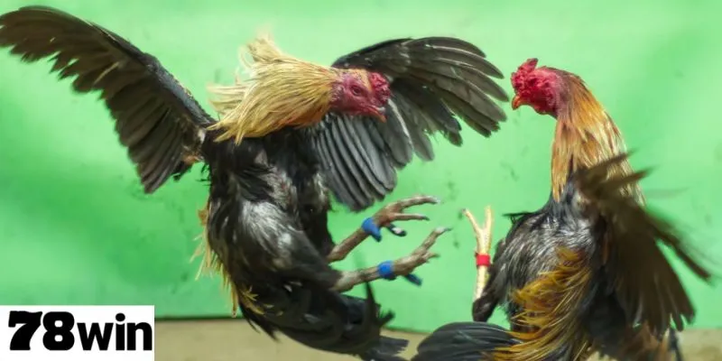 ล็อบบี้ชนไก่ 78Win ที่มีหลากหลายประเภท